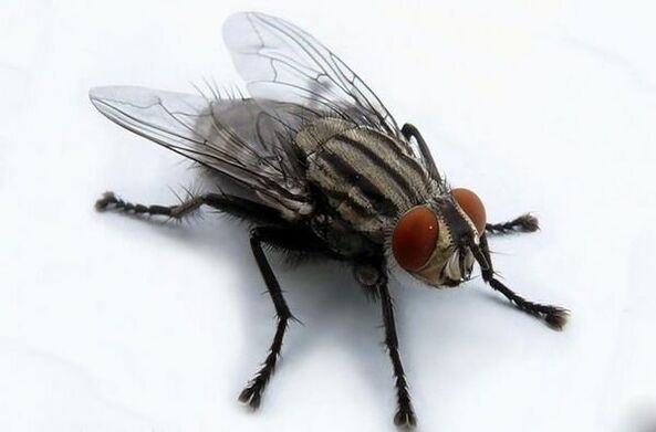 latać jako nosiciel ludzkich pasożytów